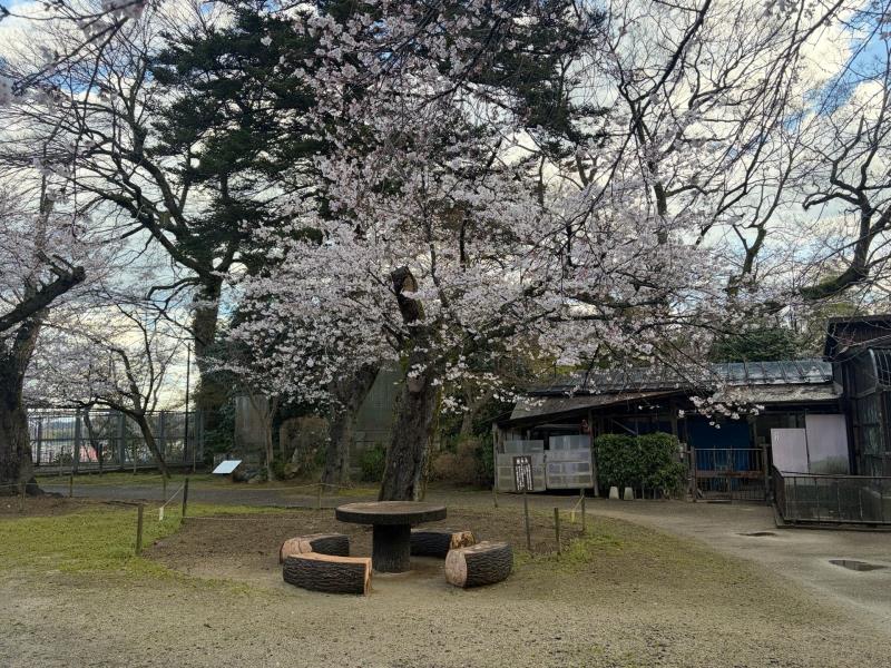 標本木